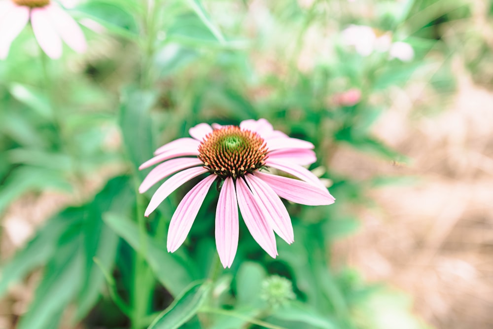 a close up of a pink flower in a field