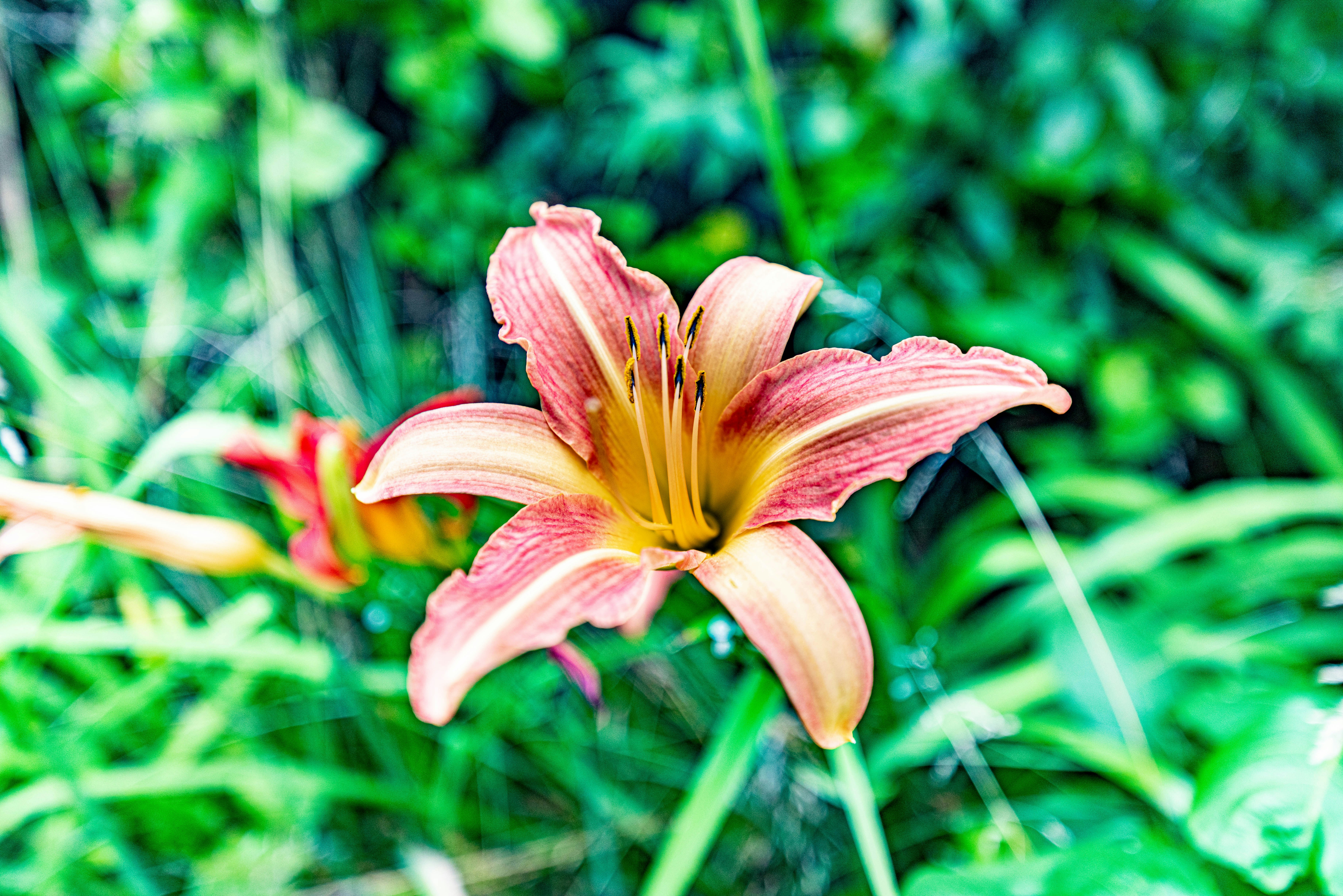 Photo by mikegattorna