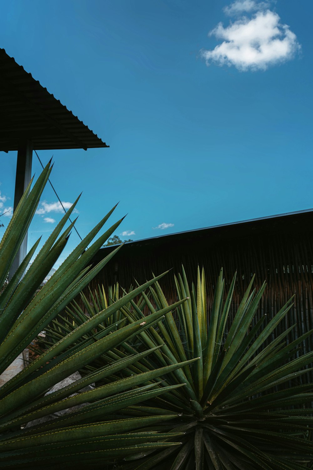 a palm tree with a blue sky in the background