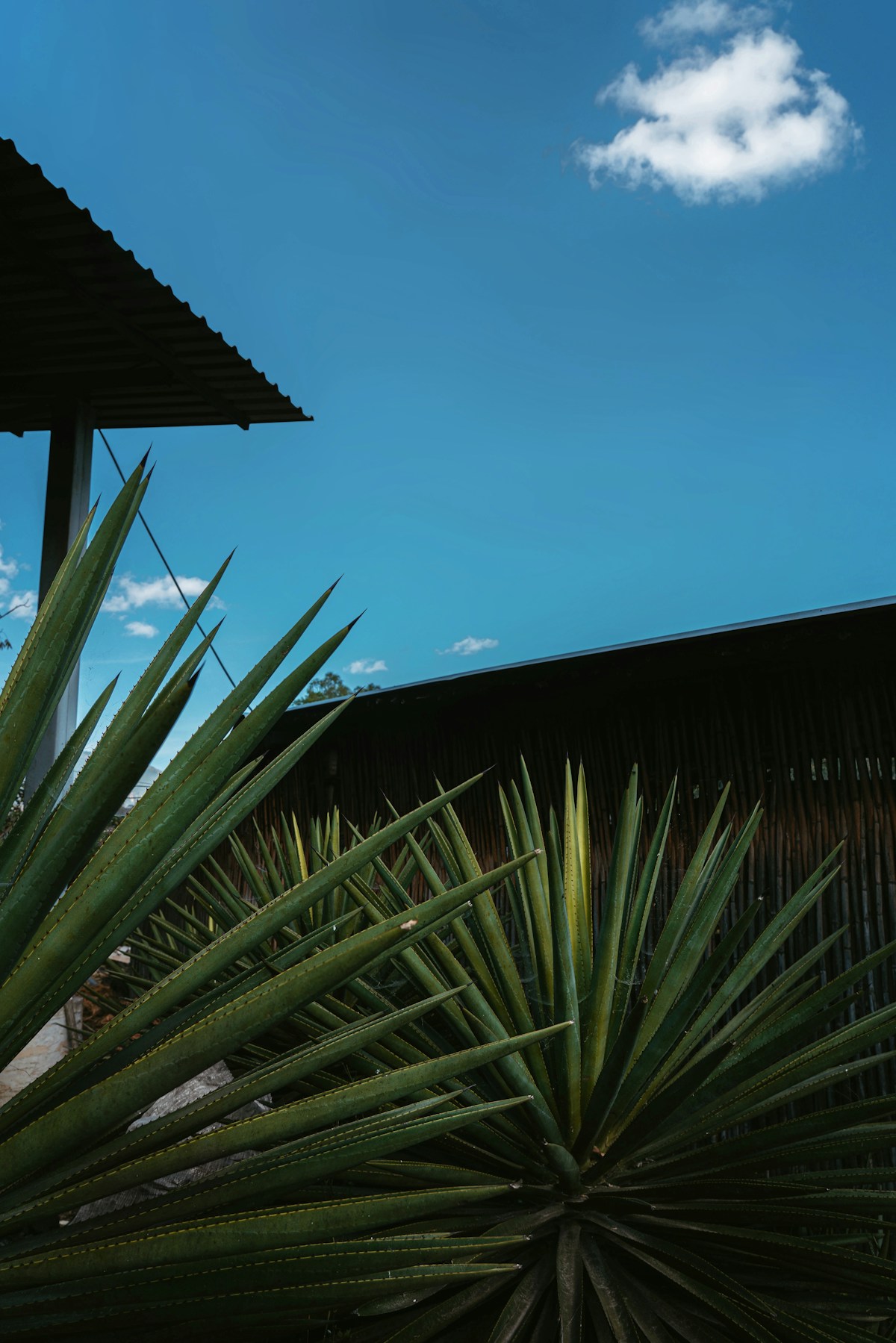 Agave plants growing outside a mezcal palenque in Oaxaca, Mexico, with a rustic wooden and corrugated metal structure in the background