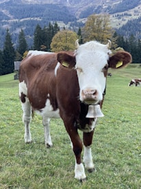 A brown and white cow stands in a grassy meadow in front of a scenic mountainous backdrop. The cow has a large bell around its neck and a tag in its ear. In the background, other cows are grazing, and there are pine trees and a building visible. The scene captures a serene rural setting.