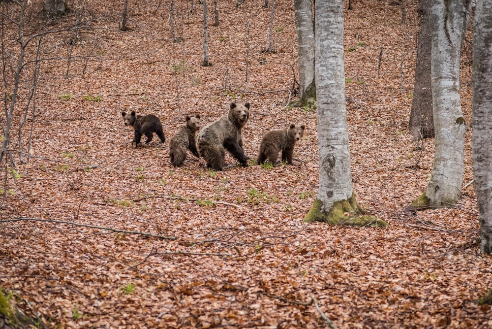 a group of brown bears walking through a forest