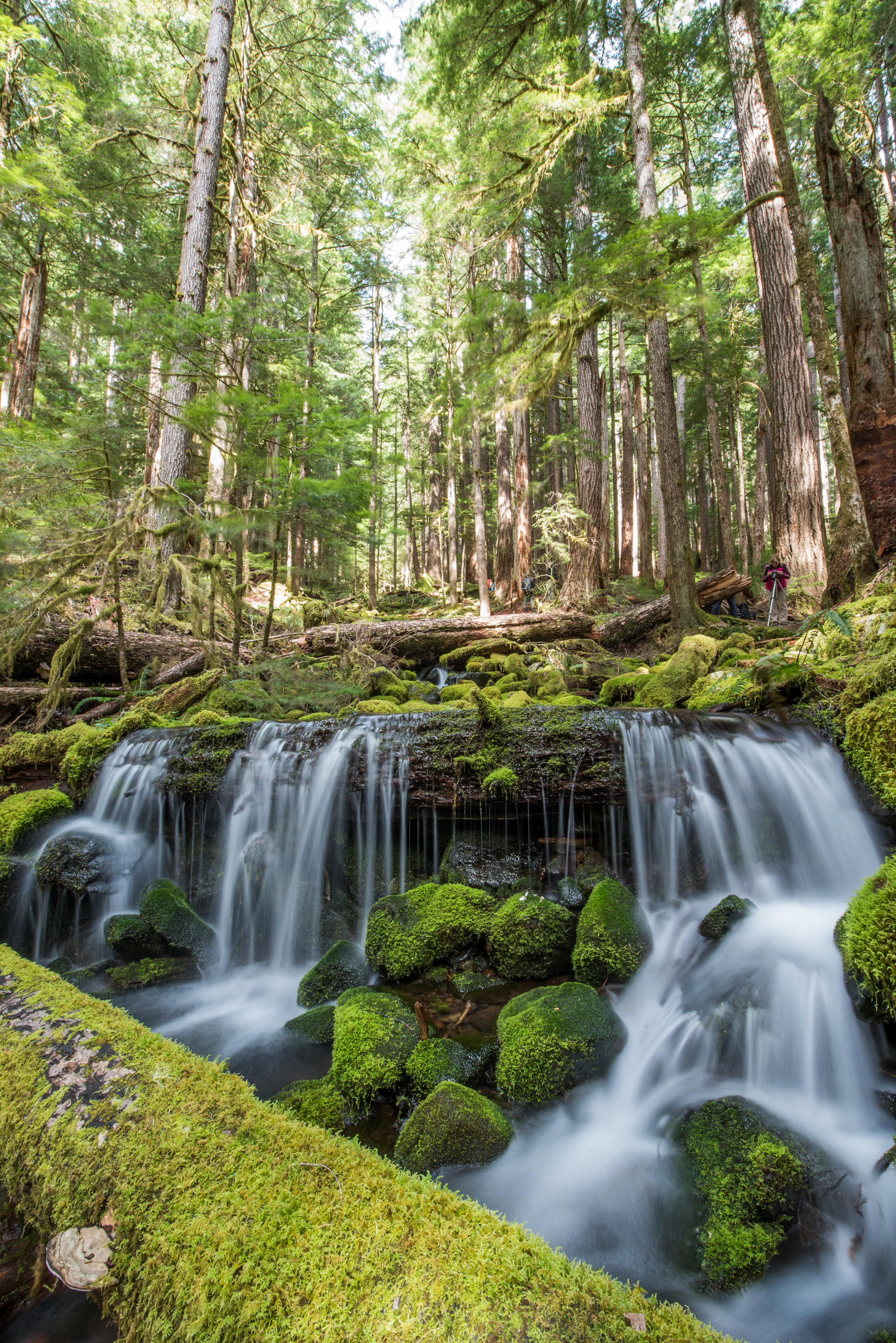 a small waterfall in the middle of a forest