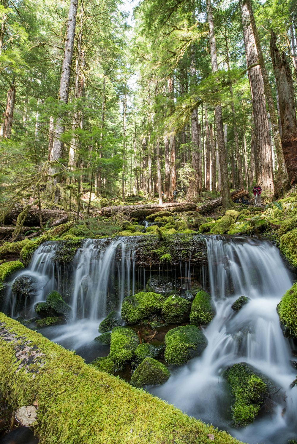 a small waterfall in the middle of a forest