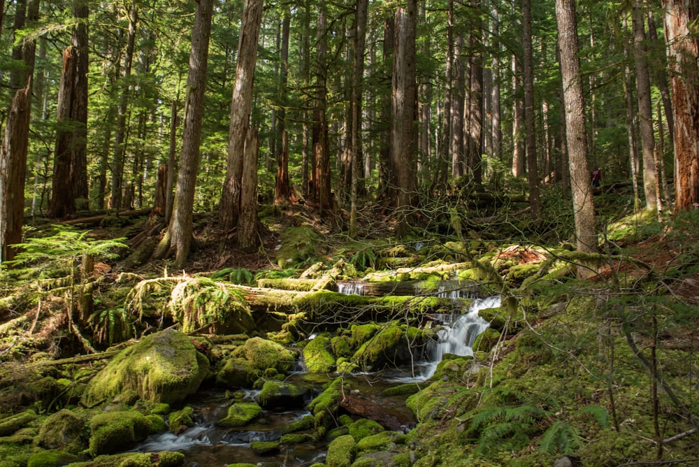 a stream running through a lush green forest