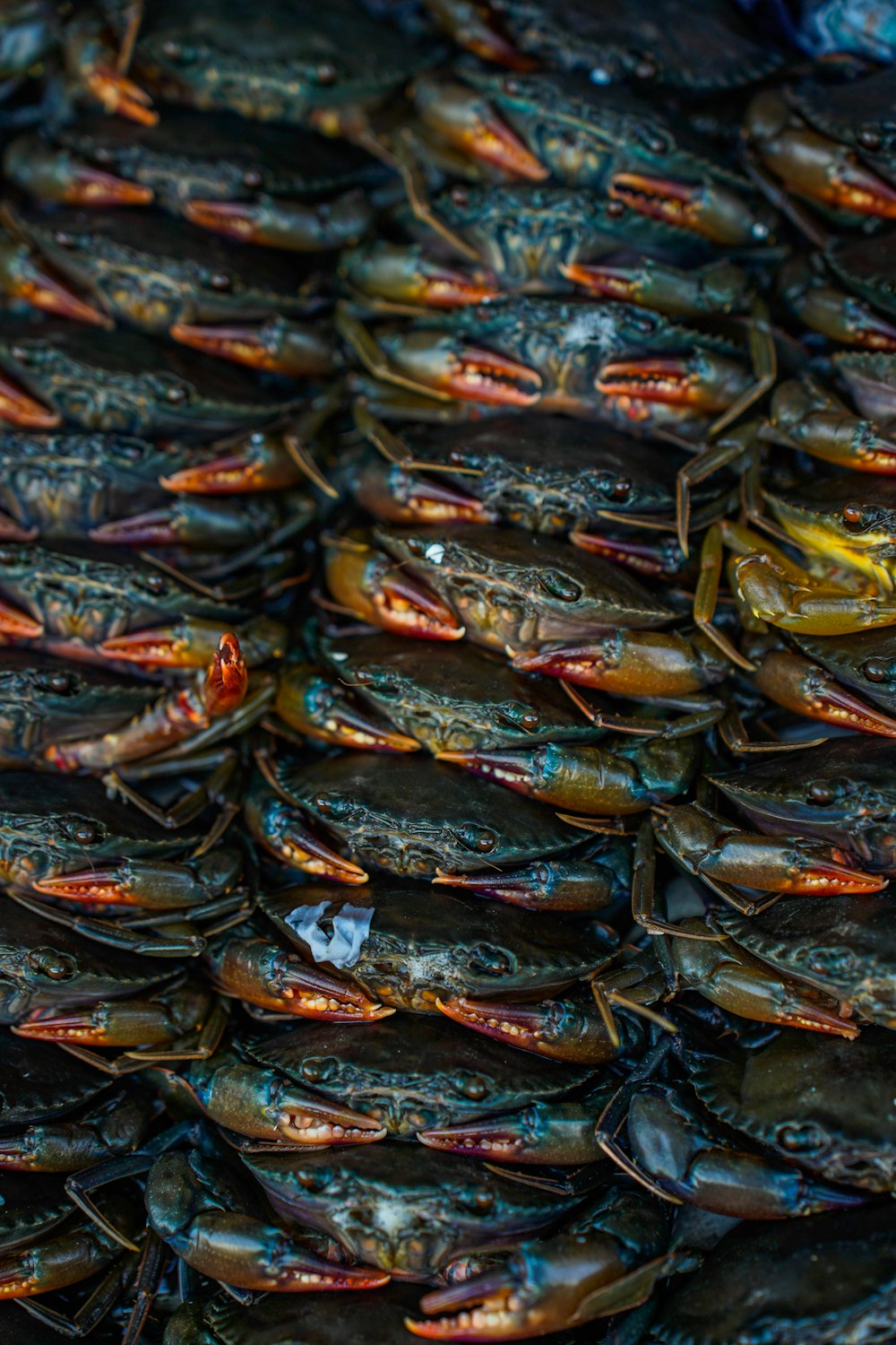 uma grande quantidade de caranguejos são empilhados juntos