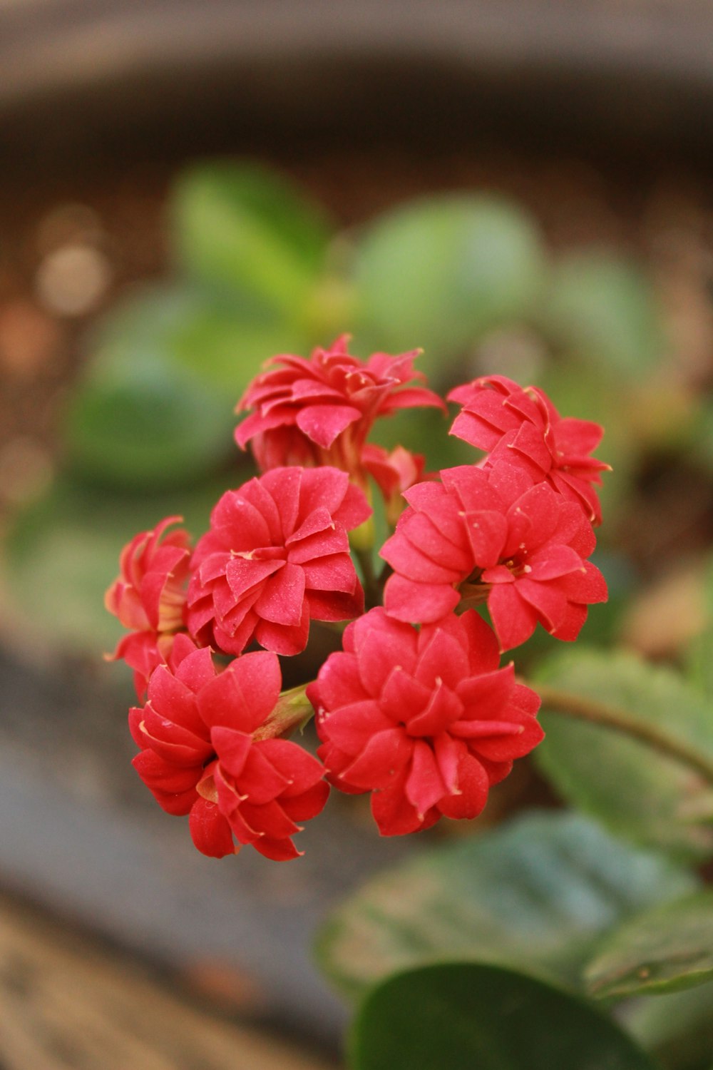 a close up of a red flower in a pot