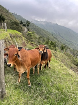 A group of brown cattle stands on a grassy hill with a backdrop of lush, green mountains. The sky is overcast with clouds partially covering the peaks. A wooden fence runs along the left side of the image, separating the cattle from the steep hillside.