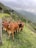 A group of brown cattle stands on a grassy hill with a backdrop of lush, green mountains. The sky is overcast with clouds partially covering the peaks. A wooden fence runs along the left side of the image, separating the cattle from the steep hillside.