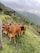 A group of brown cattle stands on a grassy hill with a backdrop of lush, green mountains. The sky is overcast with clouds partially covering the peaks. A wooden fence runs along the left side of the image, separating the cattle from the steep hillside.