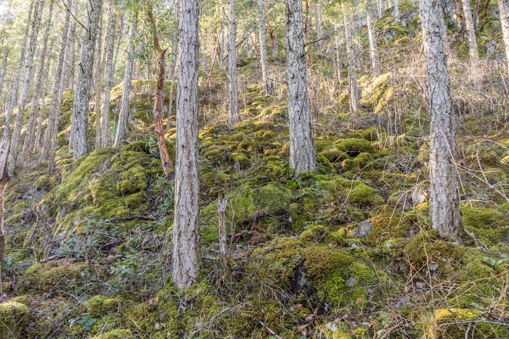 a group of trees that are in the woods