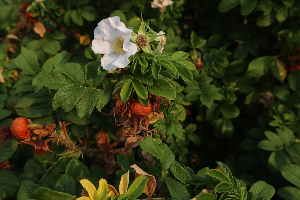 a close up of a white flower on a bush