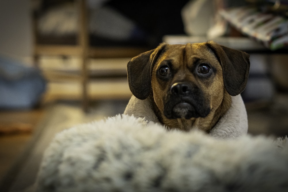 a brown dog laying on top of a pile of sheep