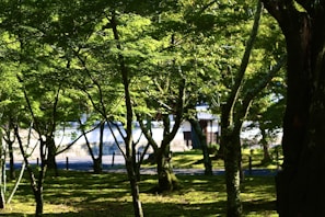 Sunlight filtering through lush trees over traditional thatched cottages.