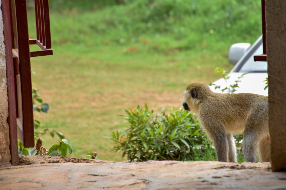 a small monkey standing in front of a car