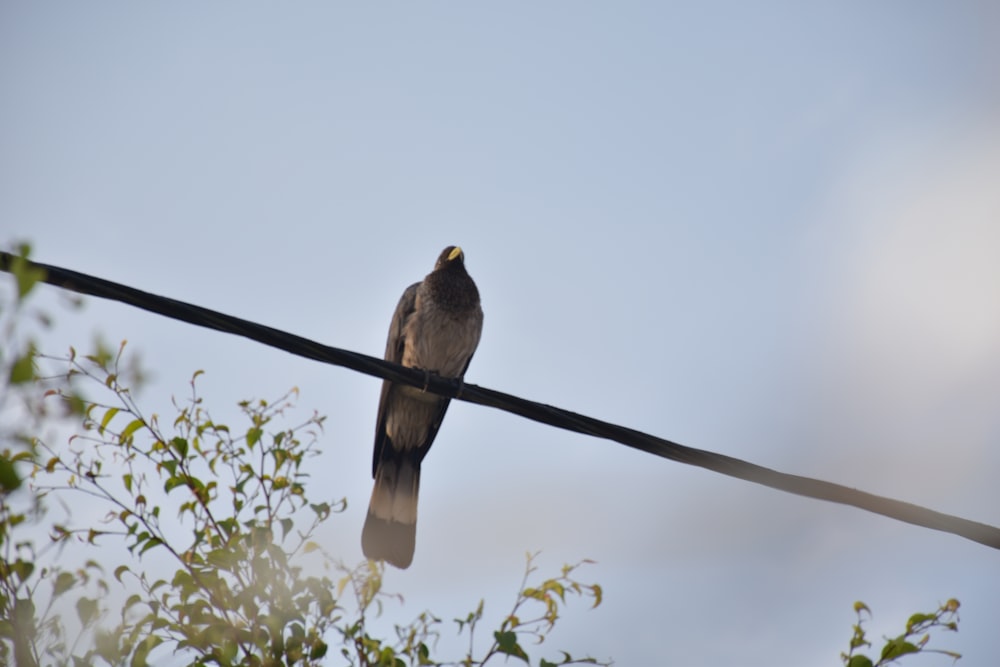 a bird sitting on a wire with a sky background