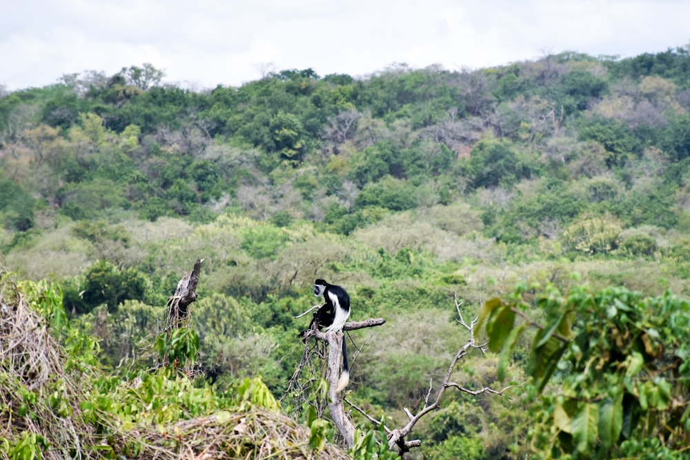 um pássaro preto e branco sentado em um galho de árvore