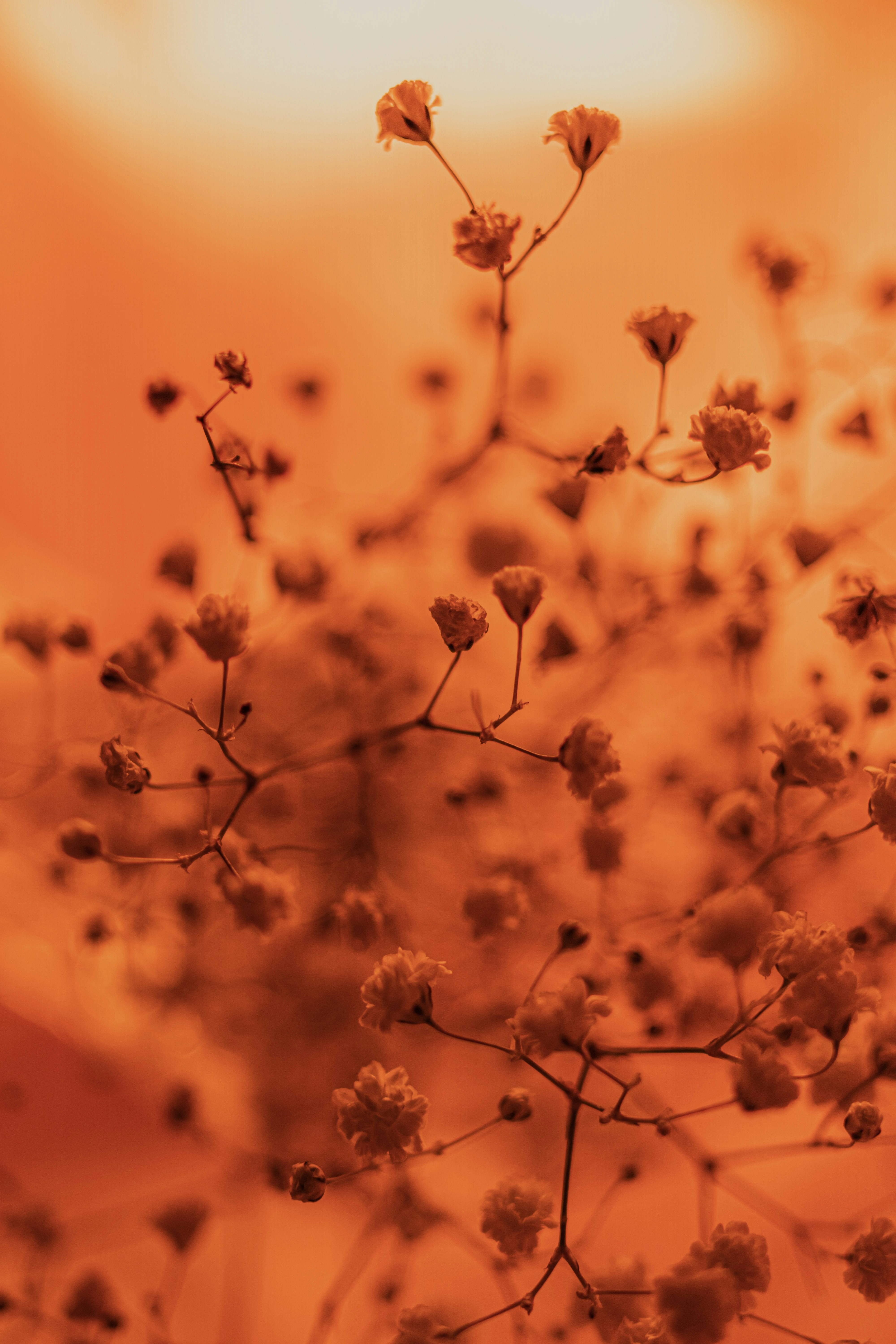 Photo by annabell_flem