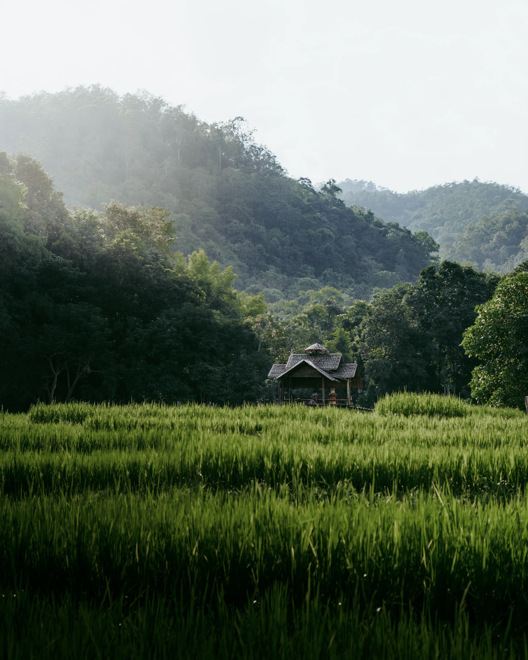Wooden village hut standing alone in a green rice field below misted hills