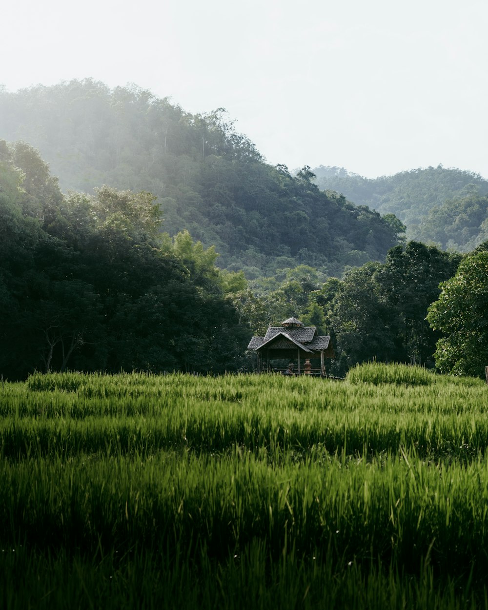 a house in the middle of a lush green field