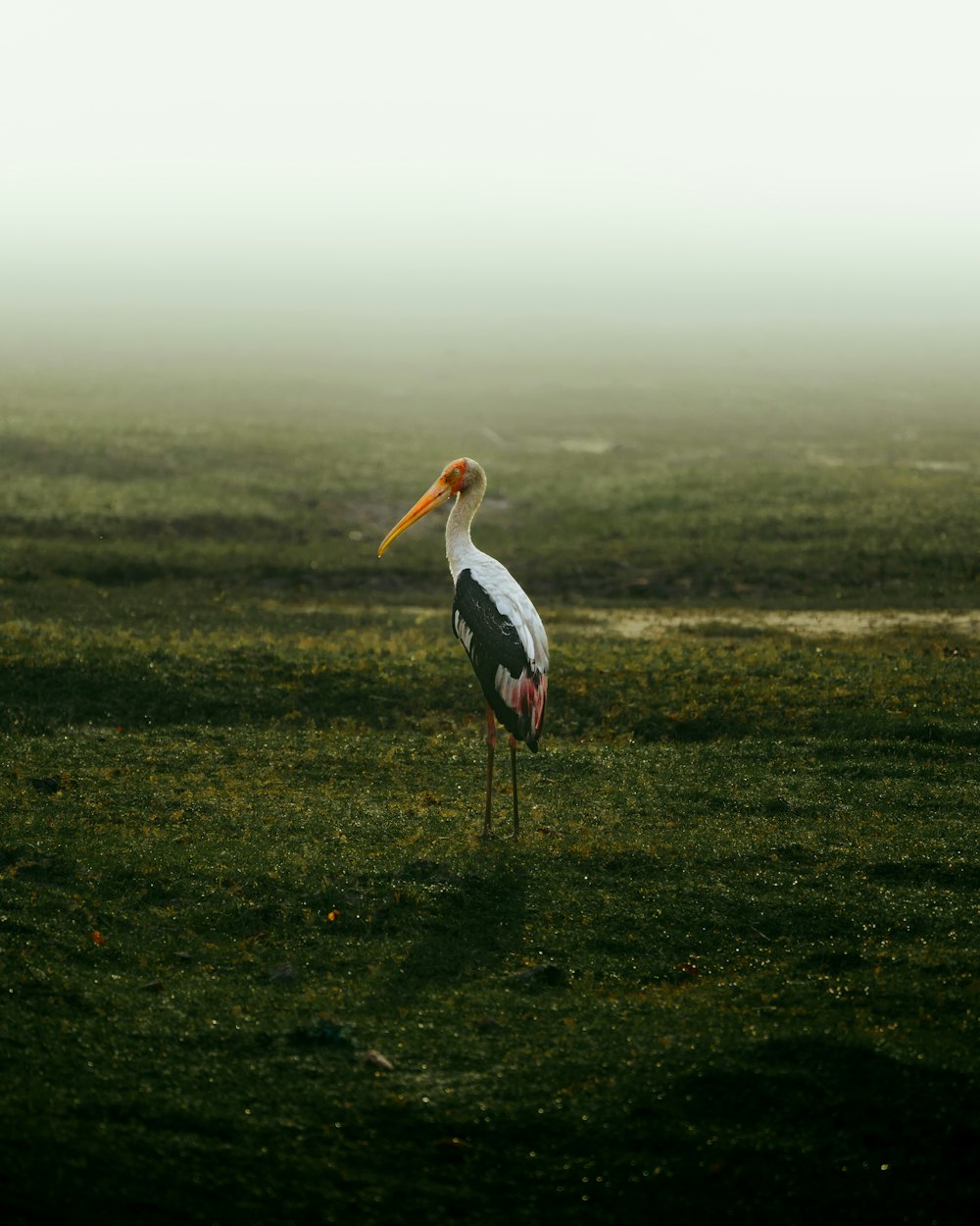 a stork standing in a field on a foggy day
