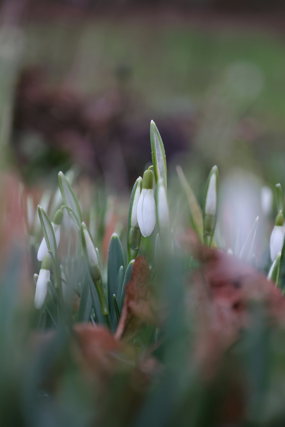 a bunch of flowers that are in the grass