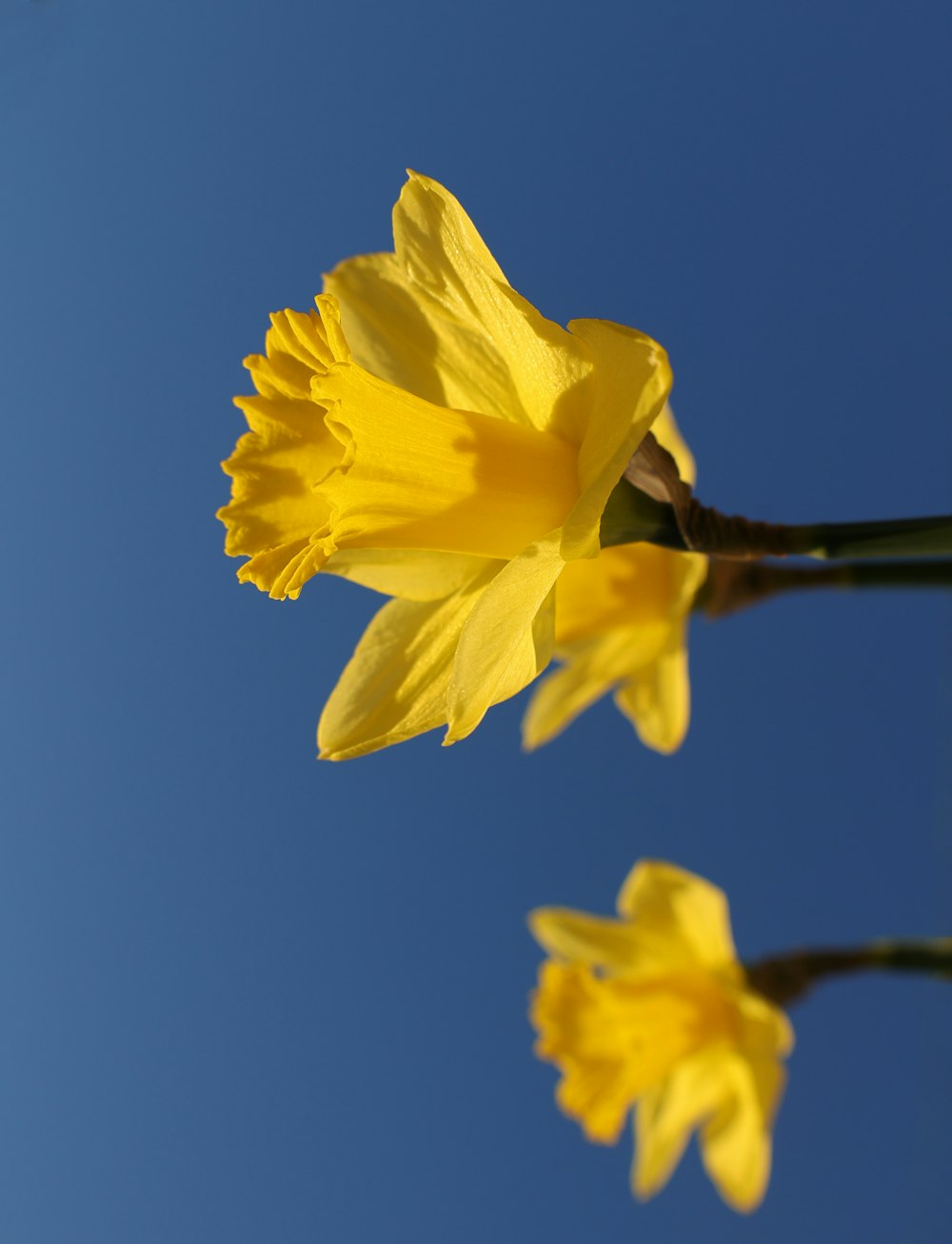 two yellow daffodils against a blue sky