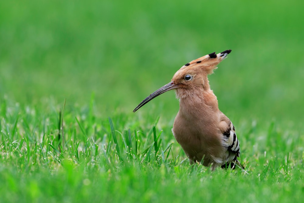 a bird with a long beak standing in the grass