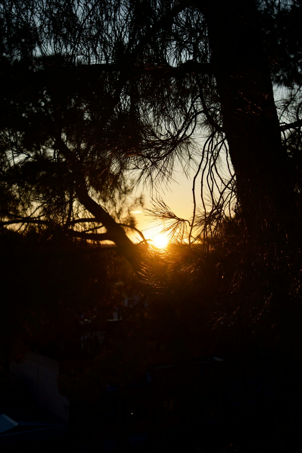 the sun is setting behind a tree