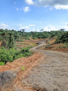 A dirt road leading into a freshly cleared plot surrounded by tall trees.