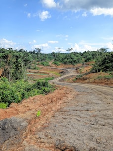 A freshly cleared path through a dense bush lot, ready for driveway construction.