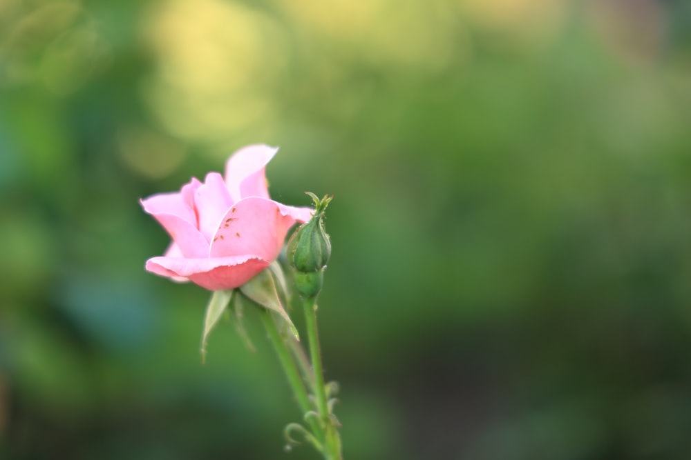 Eine einzelne rosa Rose mit verschwommenem Hintergrund