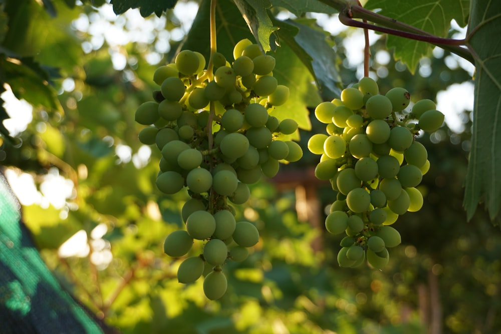 a bunch of grapes hanging from a vine