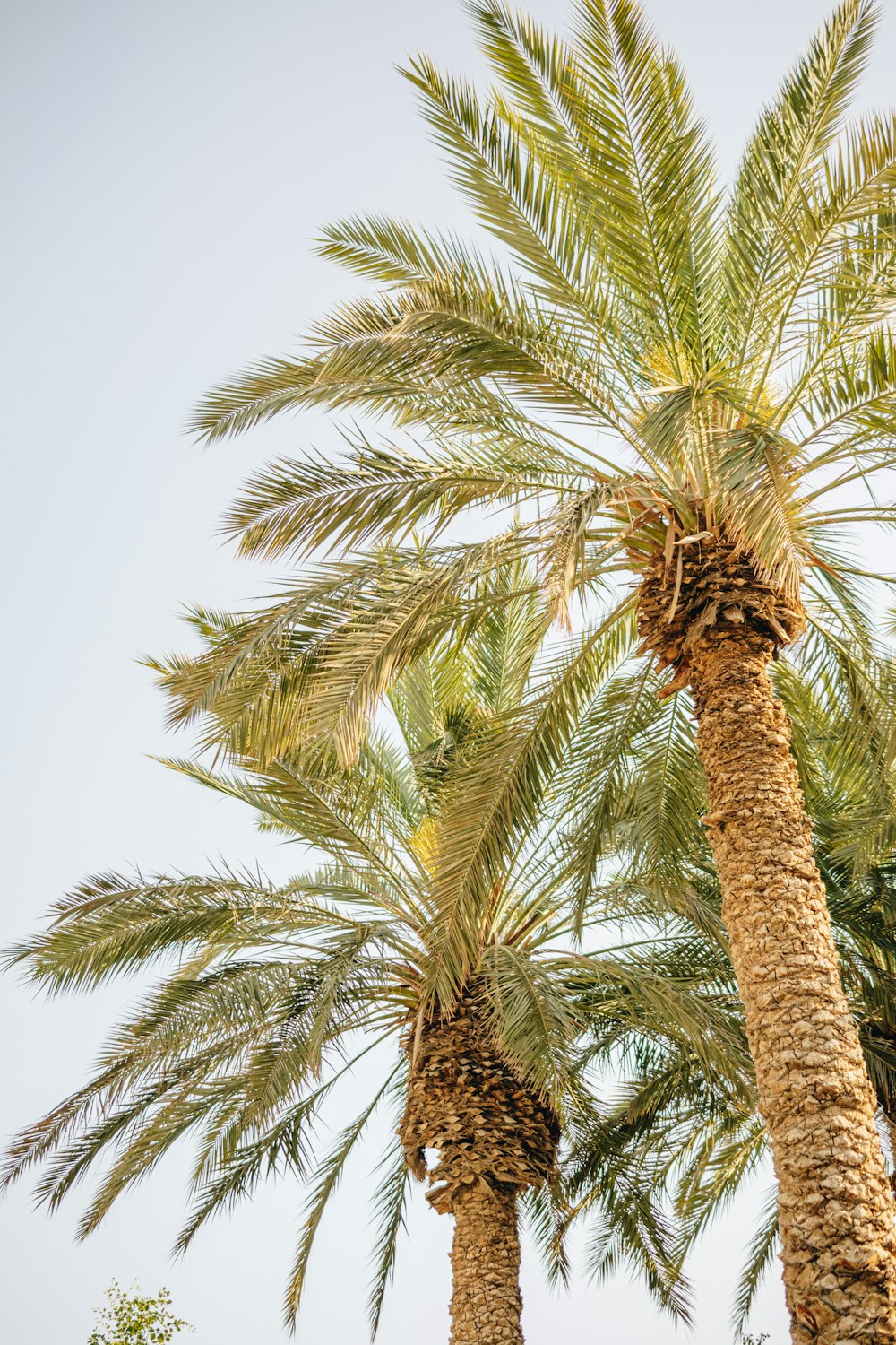 a couple of palm trees that are next to each other