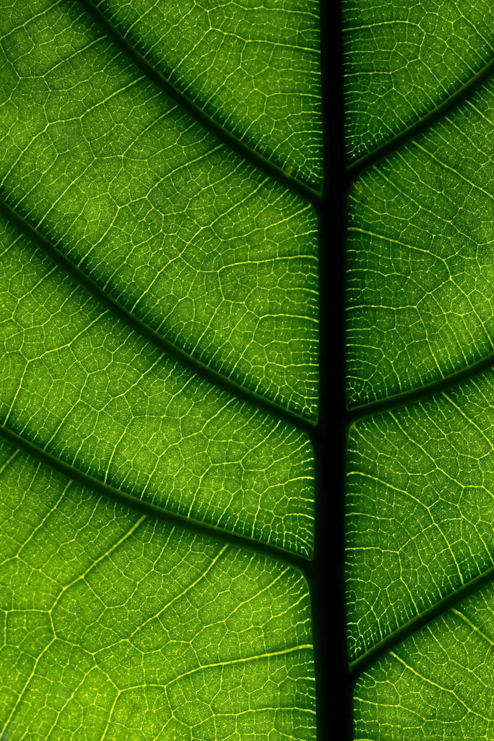 a close up view of a green leaf