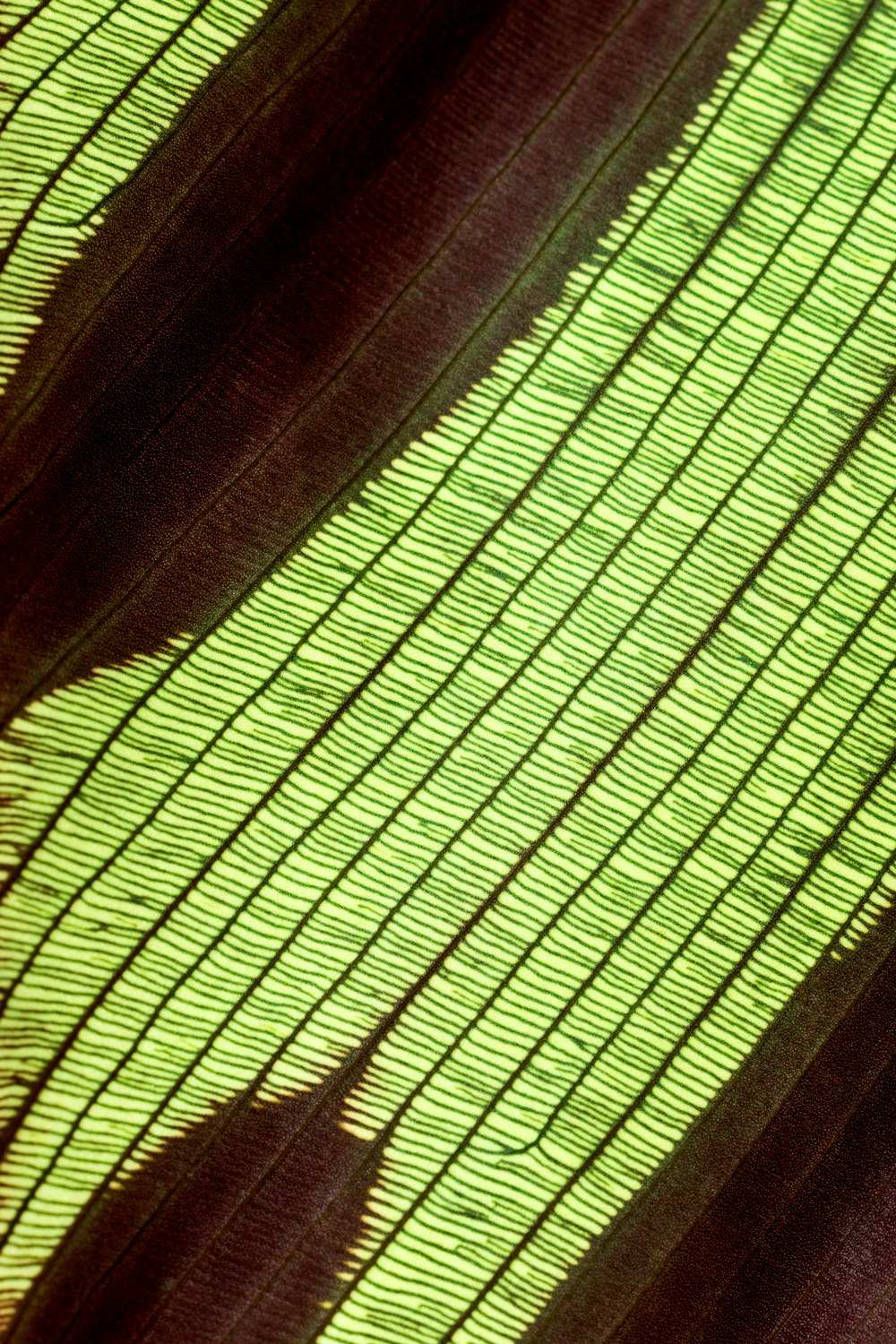 the shadow of a person's shadow on a green leaf