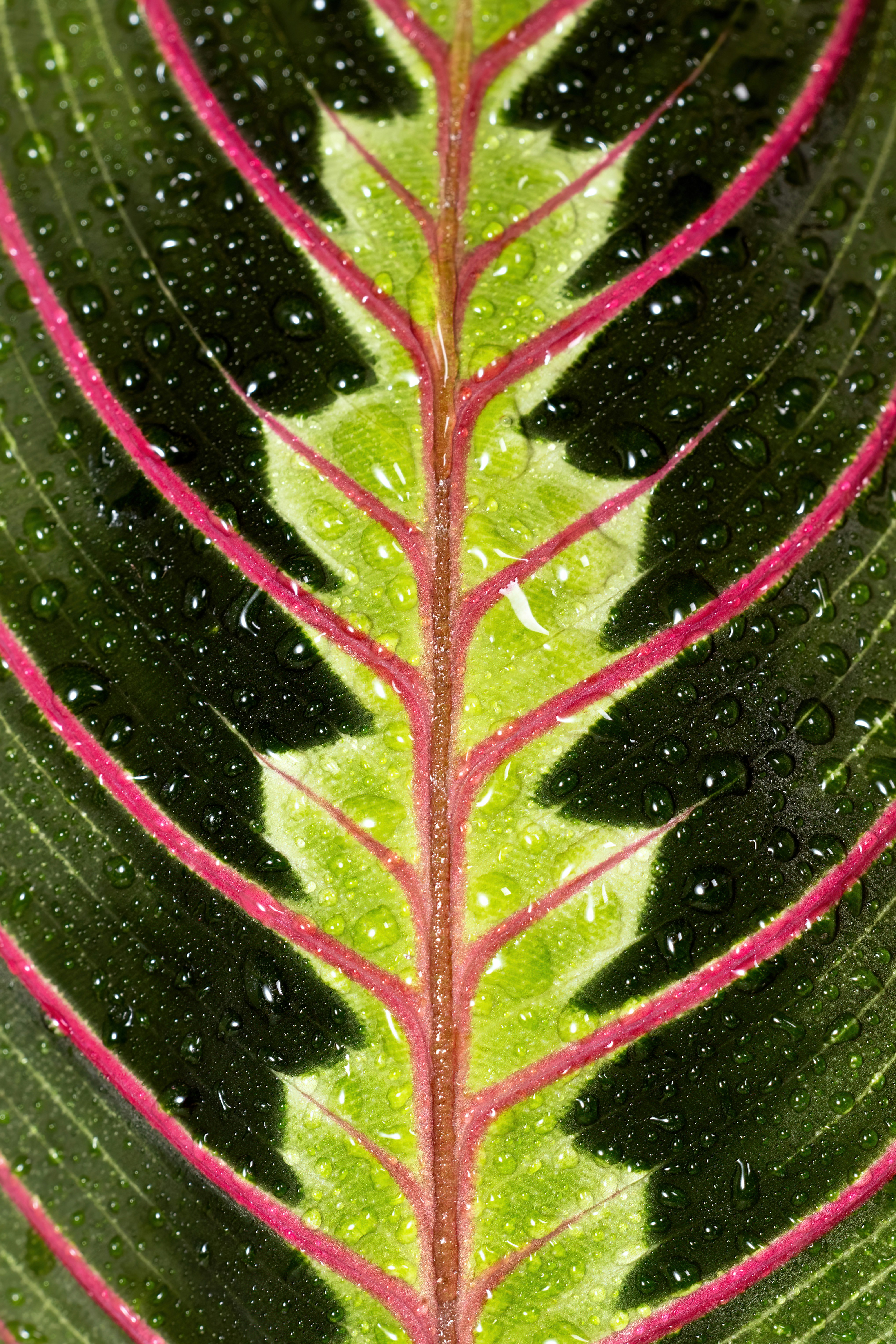 a close up of a leaf with drops of water on it