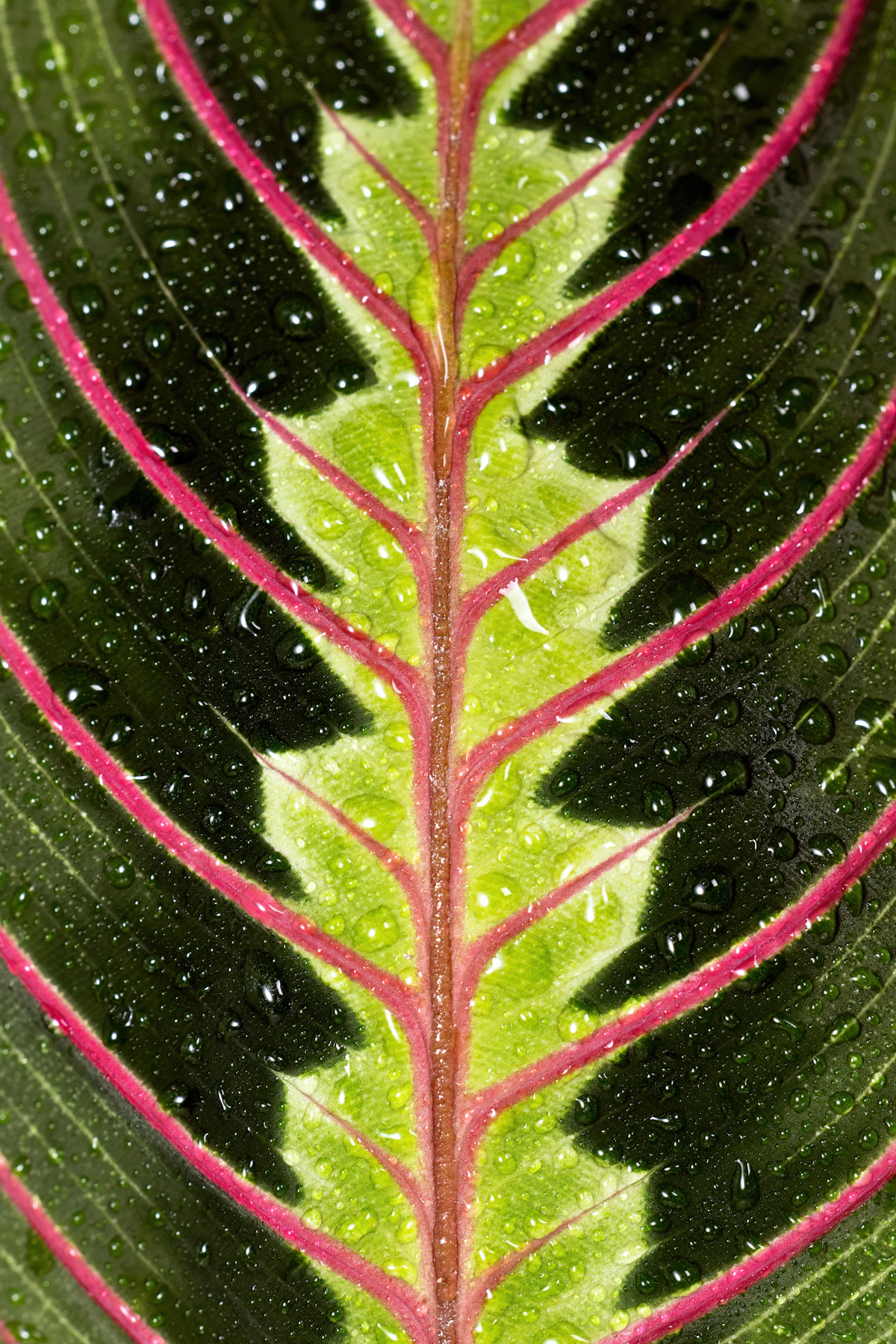 Calathea o Maranta: cuál elegir (diferencias reales y cuál es más fácil)