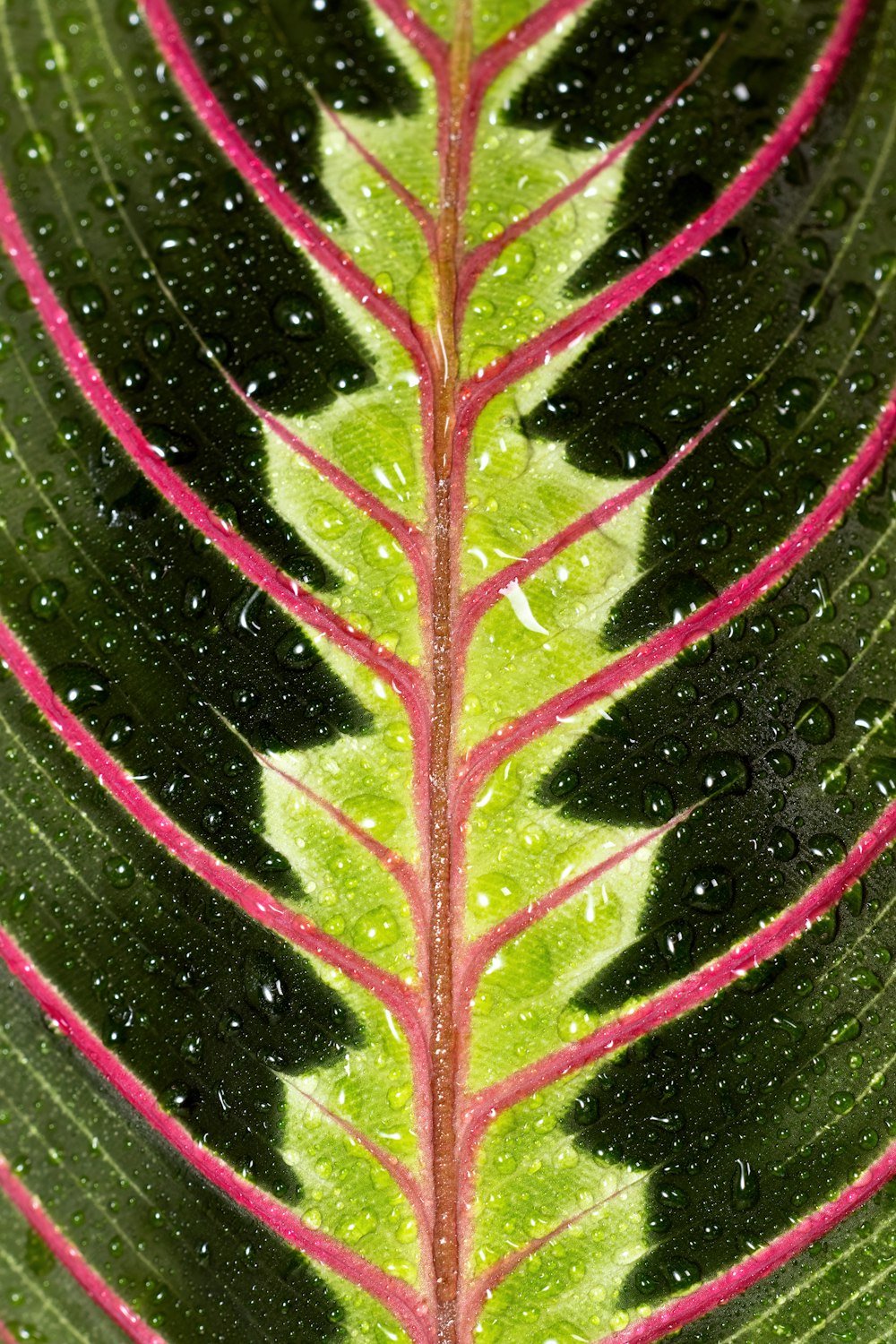 a close up of a leaf with drops of water on it