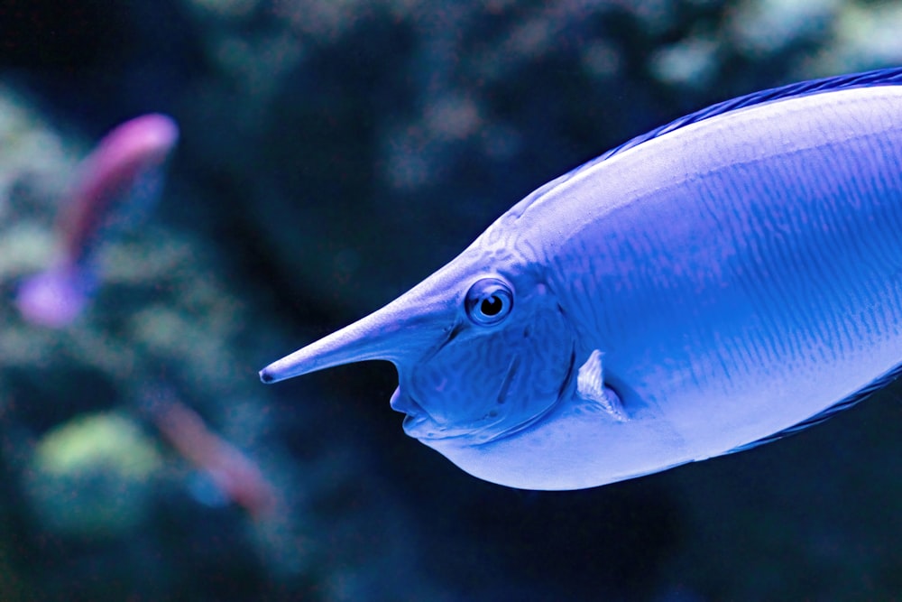 a close up of a blue fish in an aquarium