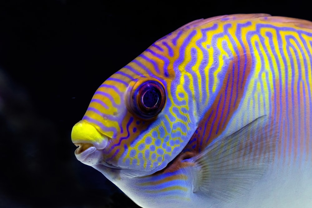 a close up of a fish with a black background