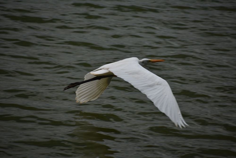 a white bird flying over a body of water