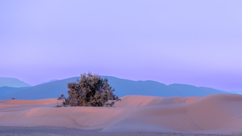 a lone tree in the middle of a desert