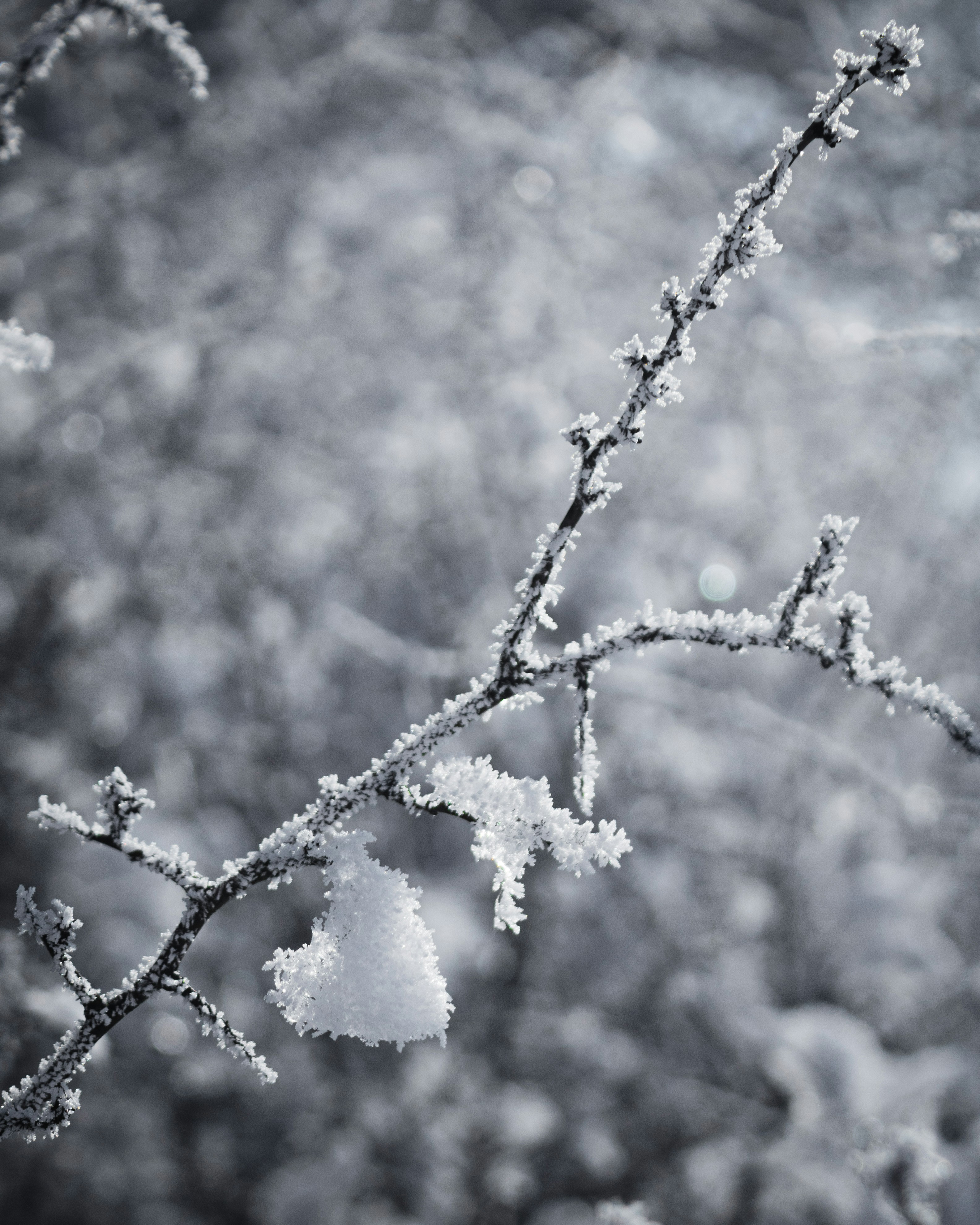 a close up of a tree branch with snow on it