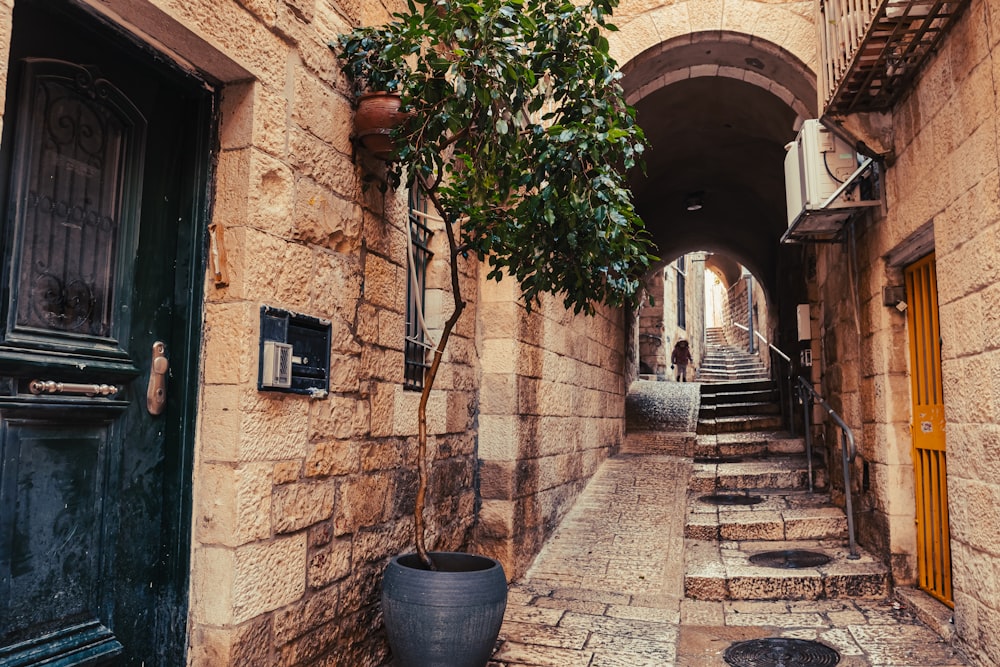 an alley way with a potted tree on the side