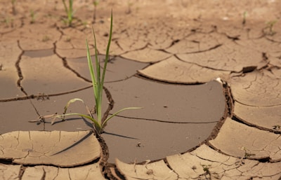 a plant sprouts out of the mud in the desert