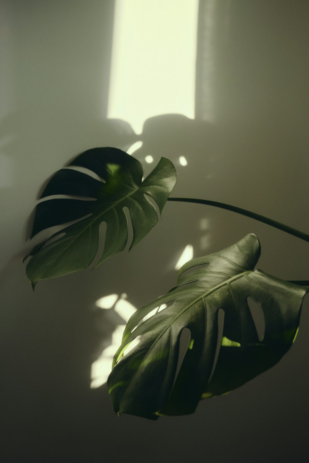 a large green plant with long green leaves