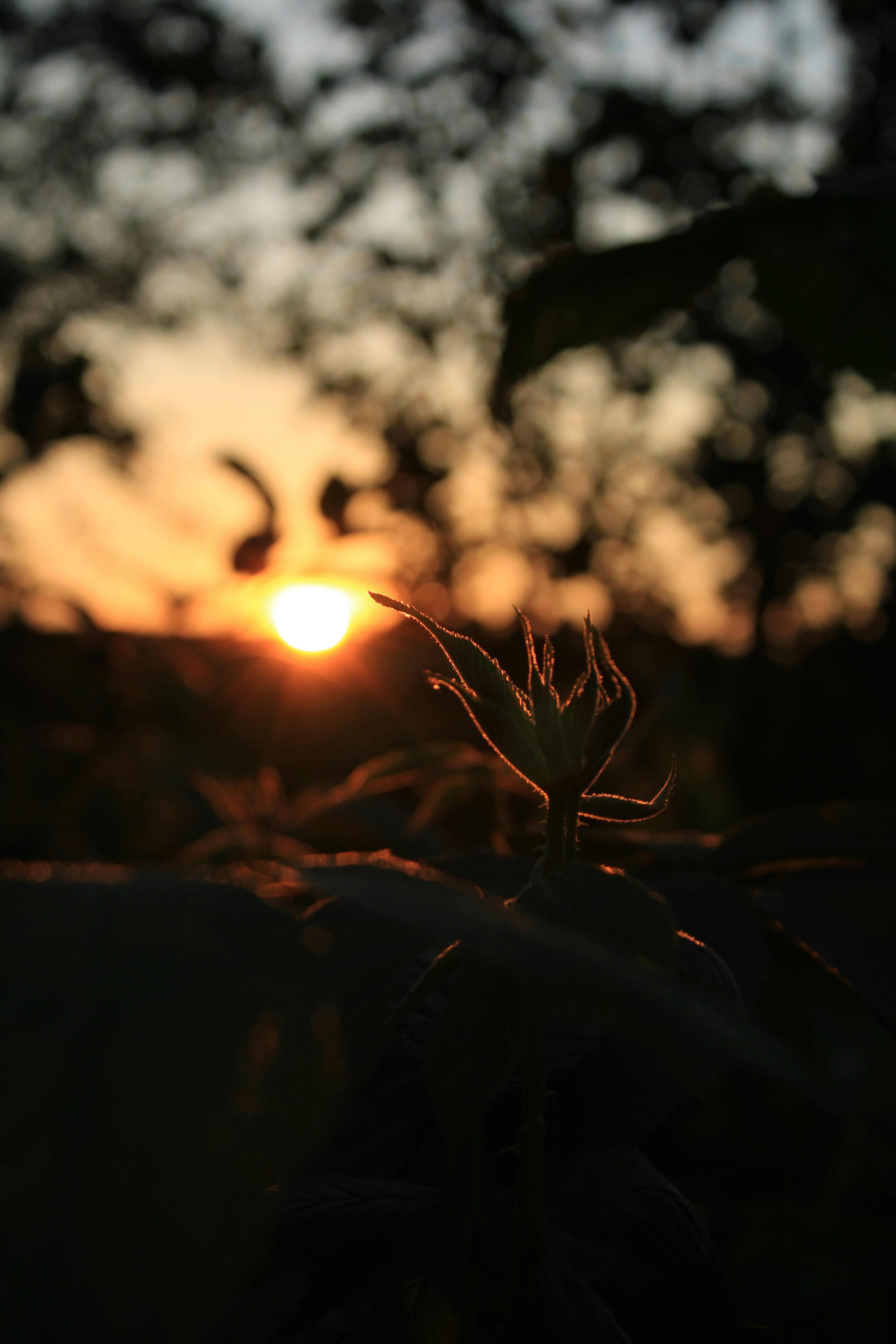 the sun is setting over a field of grass