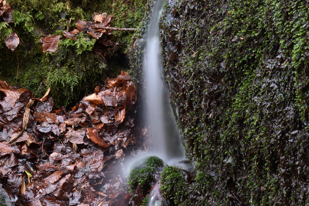 uma pequena cachoeira no meio de uma floresta