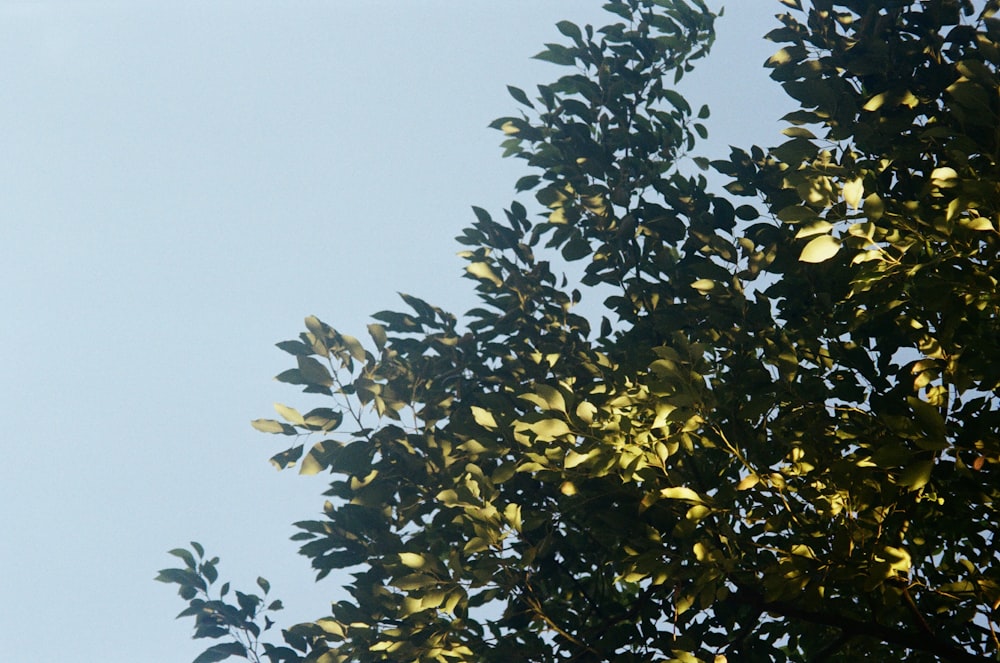 a bird is perched on a tree branch